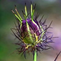 Counselling images: flower head by Danny Kaye