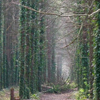Counselling images: forest Counselling images: forest