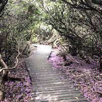 Counselling images: path through trees by Angie Denman Counselling images: path through trees by Angie Denman