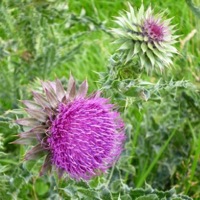 Counselling images: purple thistle Counselling images: purple thistle